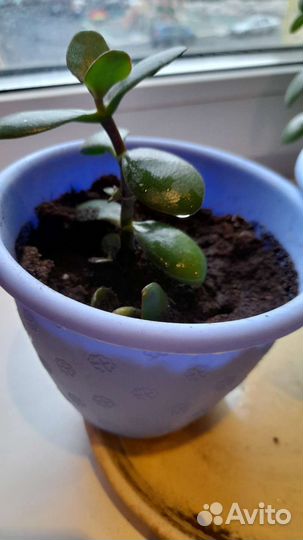 Крассула толстянка