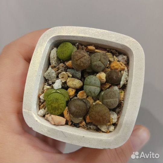 Литопсы живые камни