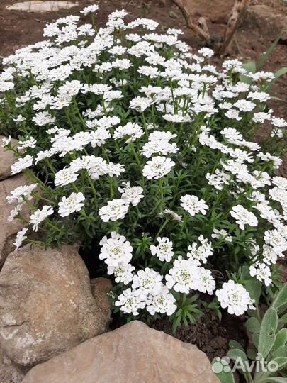 Садовые цветы и кустарники