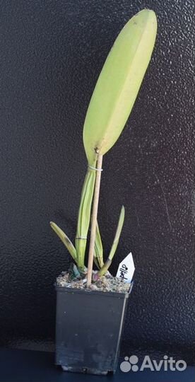 Орхидея сортовая каттлея