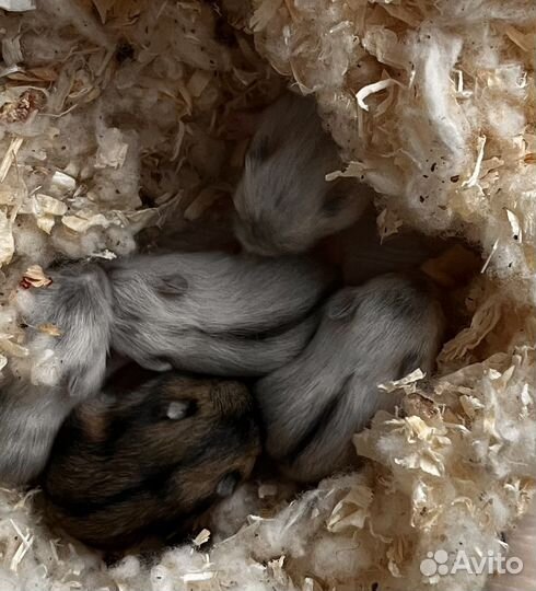 Джунгарский хомяк