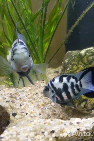 Голубая Попугай Панда (взрослые)