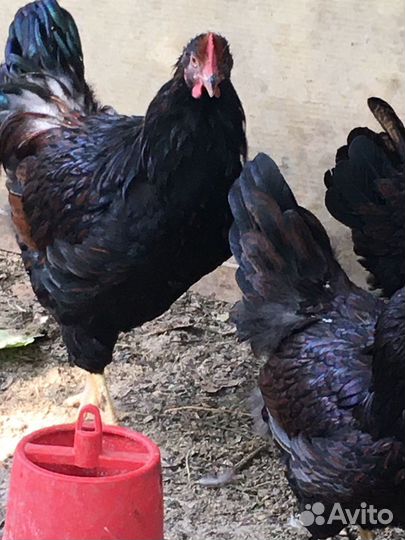 Петушки порода Барневельдер