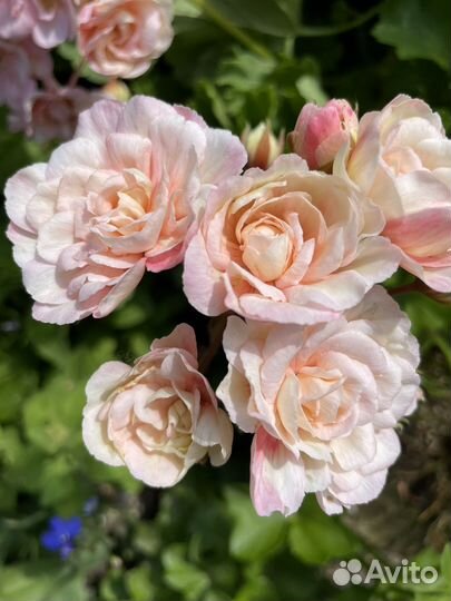 Пеларгония Леона Галактика