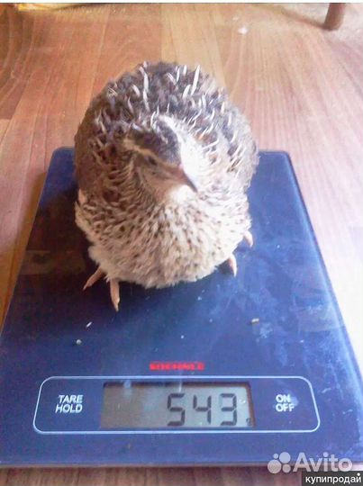 Перепел, парода Фараон, утяжеленный