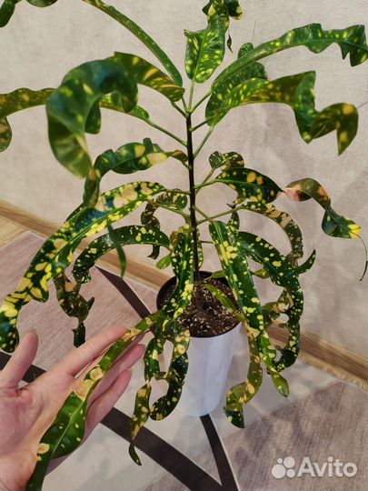 Редкий кротон Король Сиама