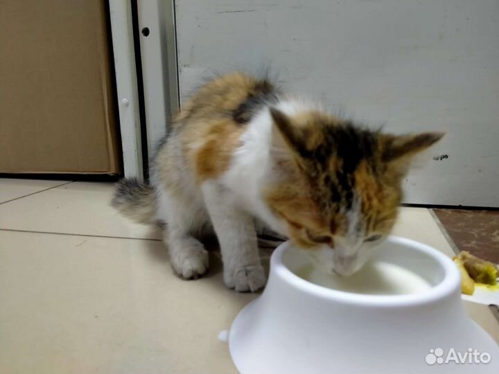 Котенок в добрые руки