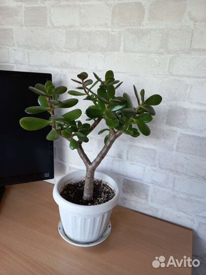 Крассула толстянка(денежное дерево)