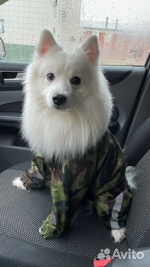 Вязка Японский шпиц