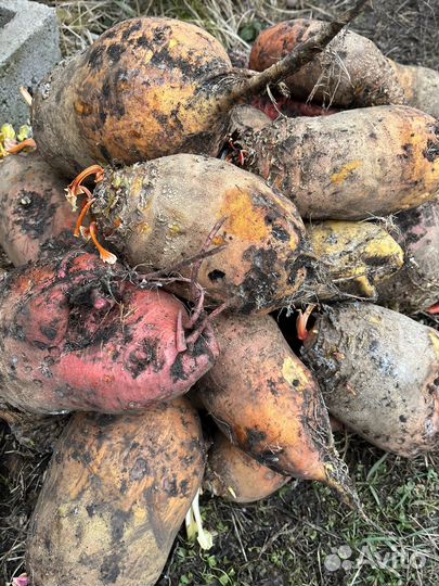 Свекла кормовая