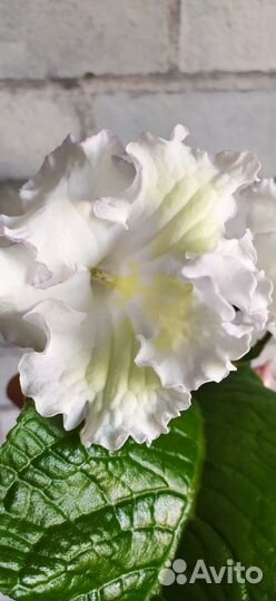 Стрептокарпусы белые