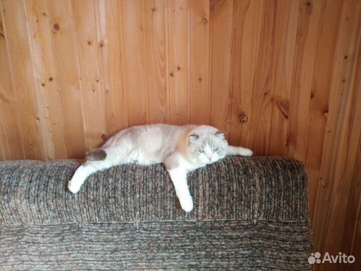 Передержка животных Коммунар Павловск Гатчина