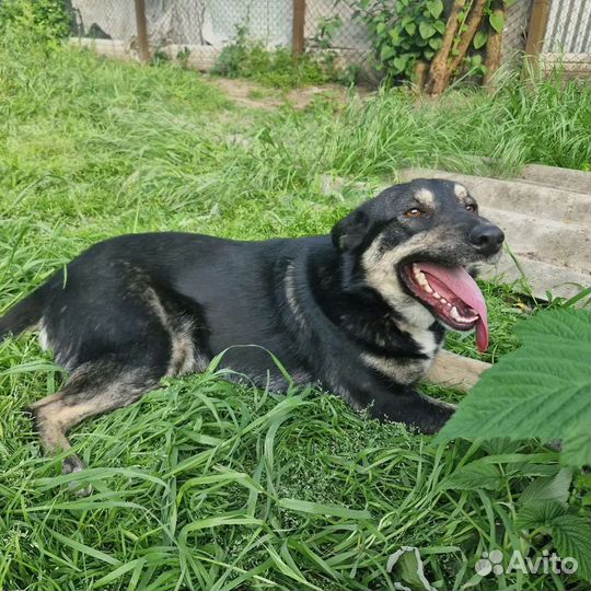 Ищет дом Азия