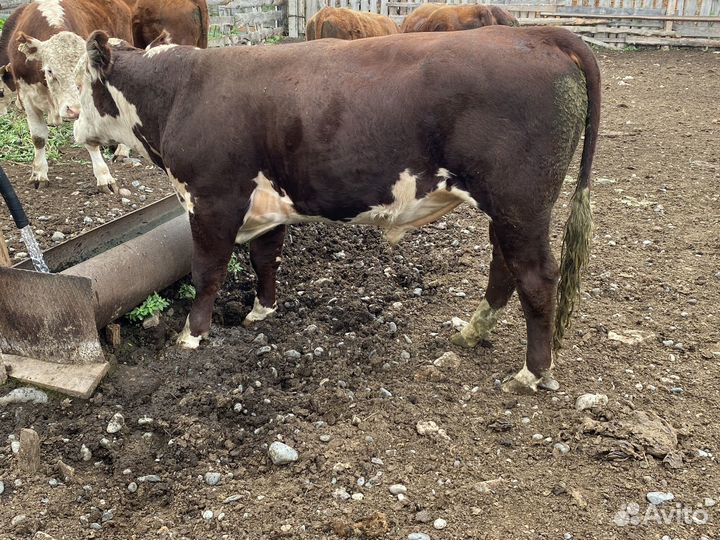 Бычки герефорды на племя