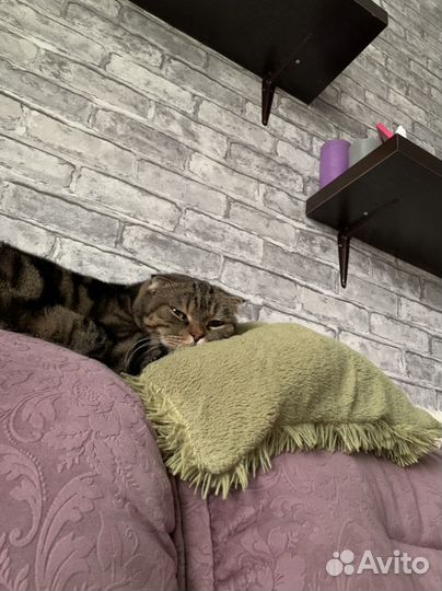 Отдам кота в добрые руки