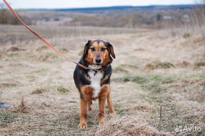 Небольшая собачка в хорошие руки