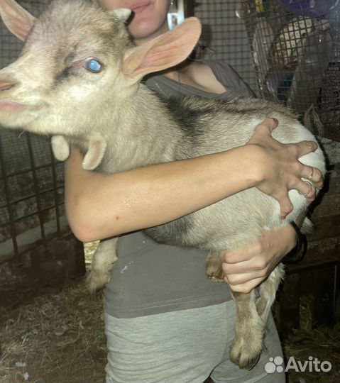 Камерунский козлик