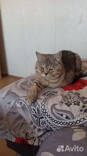 Шотландский кот вязка