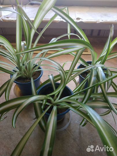 Хлорофитум