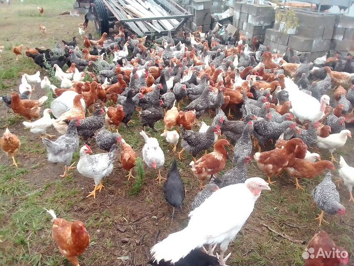 Куры молодки несушки