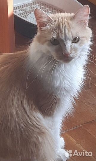 Отдам в добрые руки