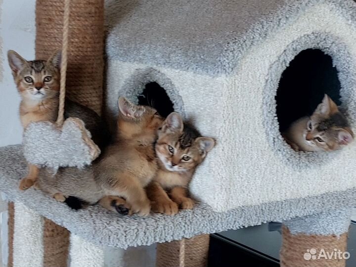 Котята пантерки