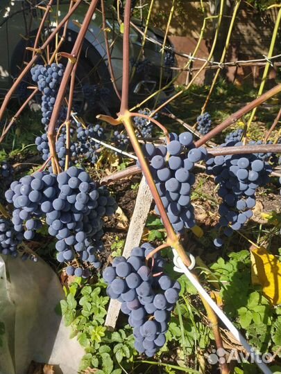Саженцы винограда Мурс Эрли,Изабелла светлый
