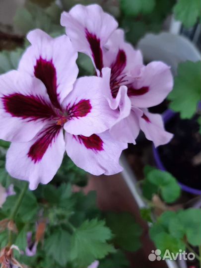 Пеларгония герань