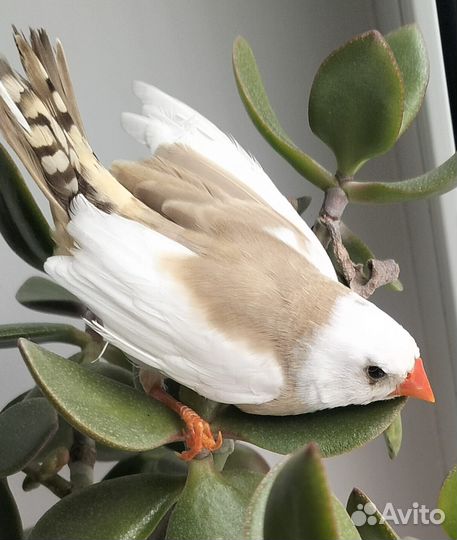 Амадины с клеткой