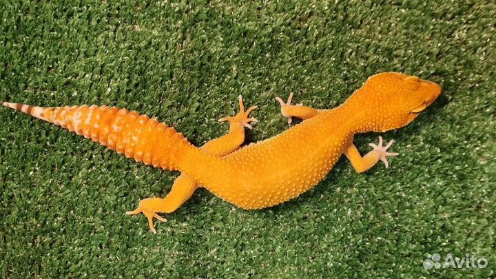 Эублефар cross блад