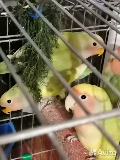 Милые неразлучники