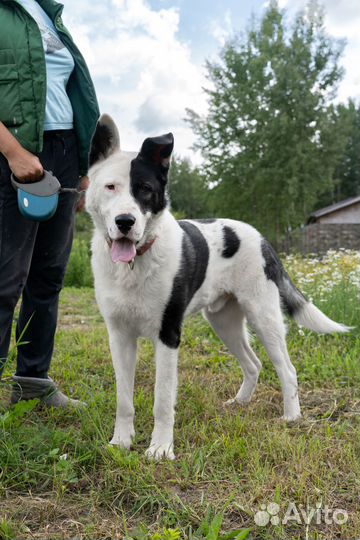 Малыш ищет дом