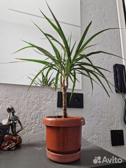 Комнатные цветы, драцена, золотой ус, хлорофитум