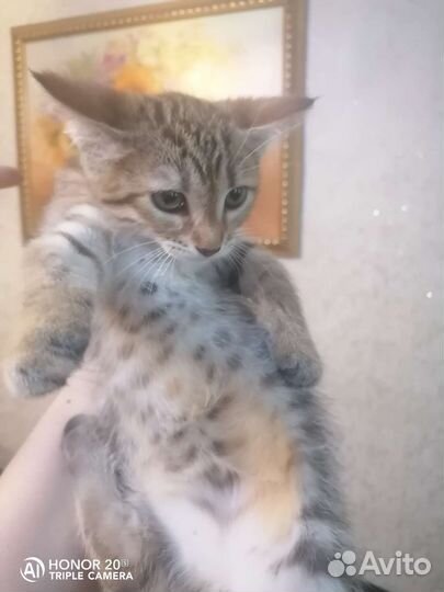 Котята от кошки мышеловки