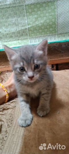 Котенок мальчик бесплатно