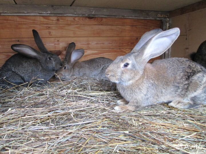 Кролики Ризен