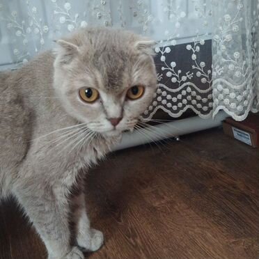 Шотландский прямоухий короткошёрстный котёнок