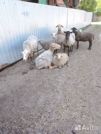 Продаются овцы