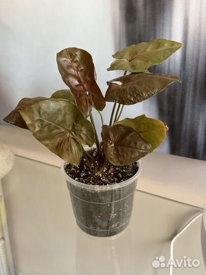 Сингониум Brocant