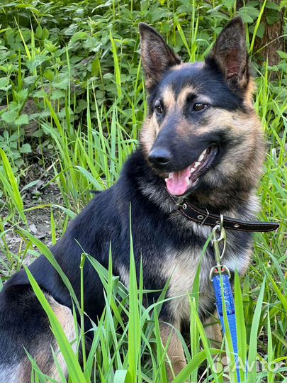 Собака метис овчарки