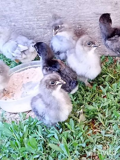 Цыплята