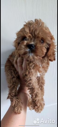 Той-пудель мини