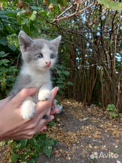 Котята бесплатно
