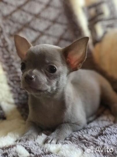 Чихуахуа мини