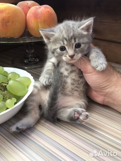 Шотландская вислоухая кошка бесплатно