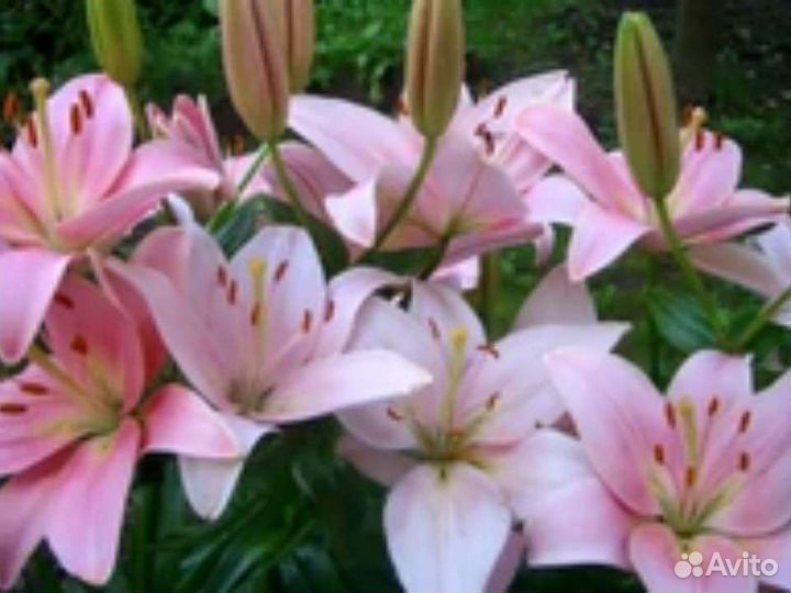 Лилии шаровидные