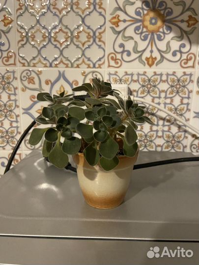 Аихризон дерево любви