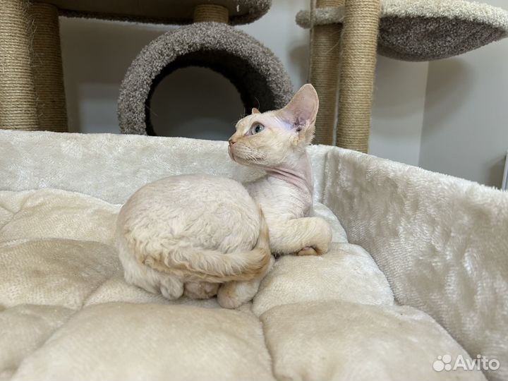 Девон-рекс голубоглазый Алан