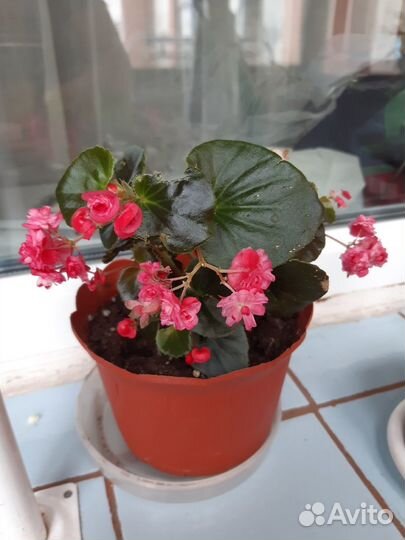 Бегония вечноцветущая махровая