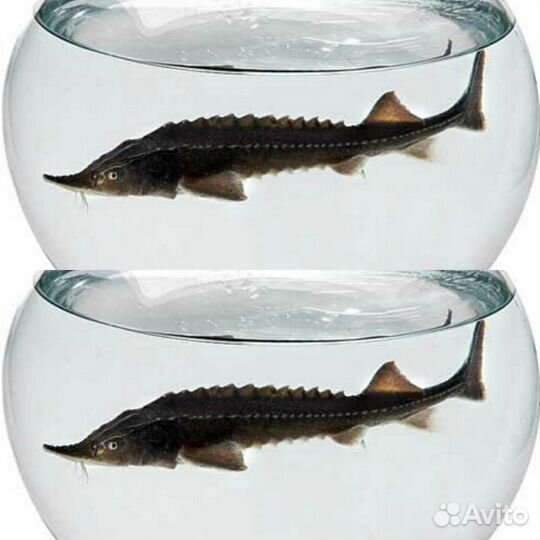 Кои для Вашего поруда